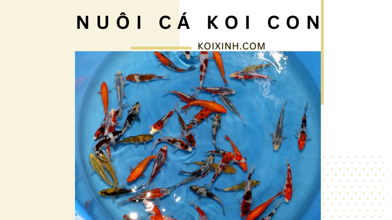 Nuôi Cá Koi Con