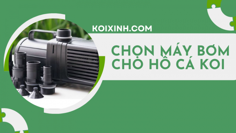 Cách Chọn Máy Bơm Tốt Nhất Cho Hồ Cá Koi Nhà Bạn Cách Chọn Máy Bơm Tốt Nhất Cho Hồ Cá Koi Nhà Bạn