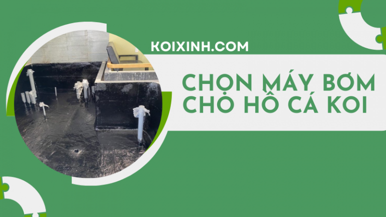 Cách Chọn Máy Bơm Tốt Nhất Cho Hồ Cá Koi Nhà Bạn Cách Chọn Máy Bơm Tốt Nhất Cho Hồ Cá Koi Nhà Bạn