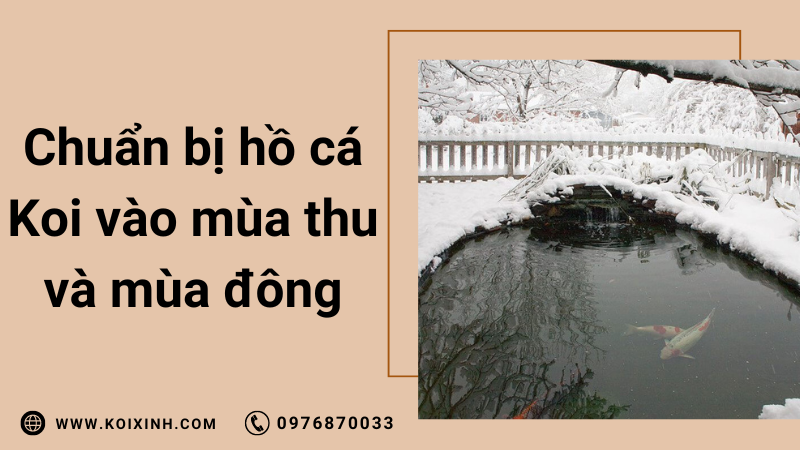 Chuẩn Bị Hồ Cá Koi Của Bạn Cho Mùa Thu Và Mùa đông