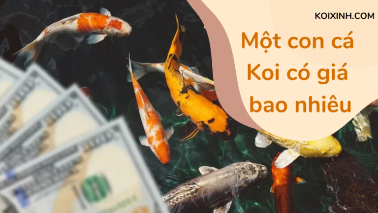 Một Con Cá Koi Có Giá Bao Nhiêu? Một Con Cá Koi Có Giá Bao Nhiêu?