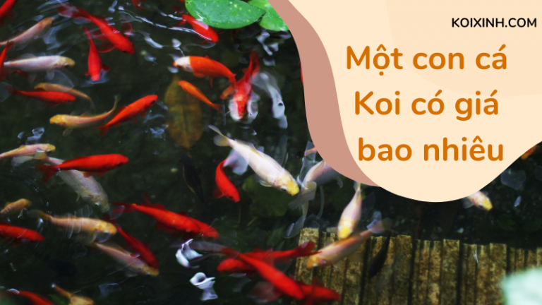 Một Con Cá Koi Có Giá Bao Nhiêu? Một Con Cá Koi Có Giá Bao Nhiêu?