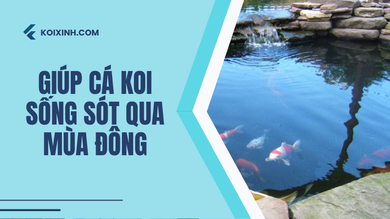 Đây Là Cách Bạn Có Thể Giúp Cá Koi Của Mình Sống Sót Qua Mùa đông