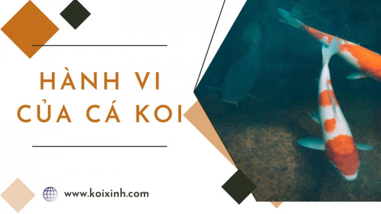 Các Loại Hành Vi Của Cá Koi Các Loại Hành Vi Của Cá Koi