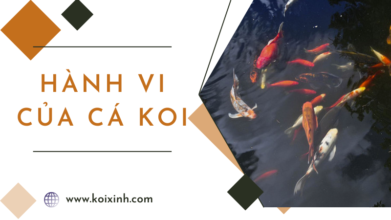 Các Loại Hành Vi Của Cá Koi