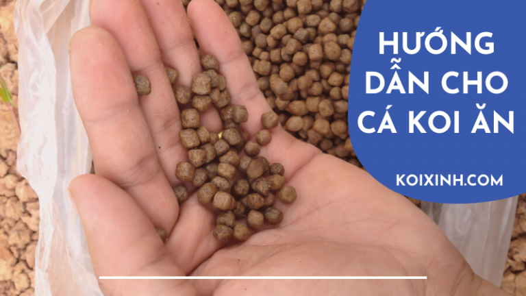 Hướng Dẫn Chi Tiết Cho Cá Koi ăn đúng Cách Hướng Dẫn Chi Tiết Cho Cá Koi ăn đúng Cách