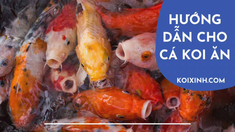Hướng Dẫn Chi Tiết Cho Cá Koi ăn đúng Cách Hướng Dẫn Chi Tiết Cho Cá Koi ăn đúng Cách