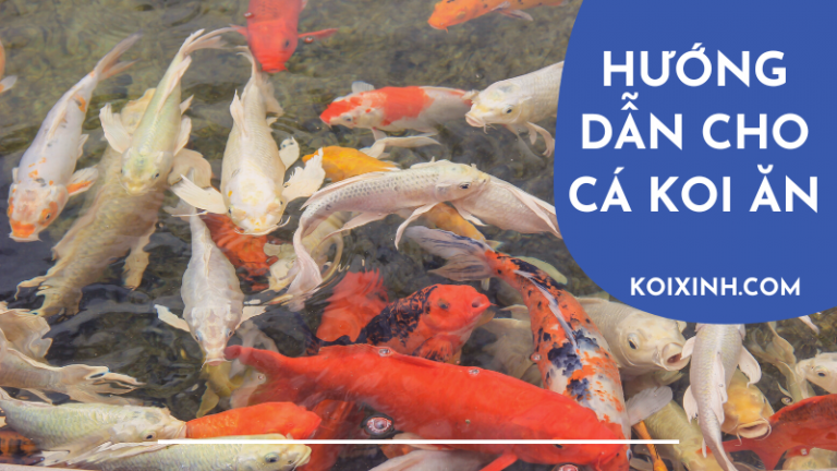 Hướng Dẫn Chi Tiết Cho Cá Koi ăn đúng Cách Hướng Dẫn Chi Tiết Cho Cá Koi ăn đúng Cách
