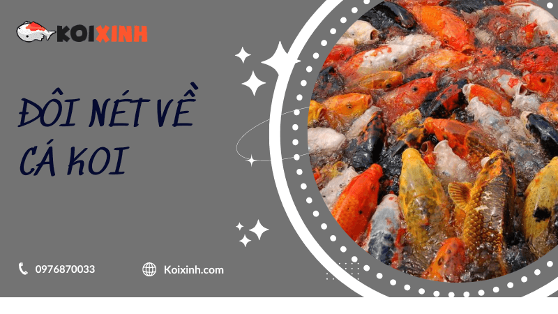 Đôi Nét Về Cá Koi