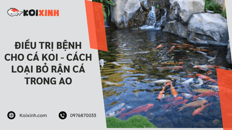 Điều Trị Bệnh Cho Cá Koi – Cách Loại Bỏ Rận Cá Trong Ao Điều Trị Bệnh Cho Cá Koi – Cách Loại Bỏ Rận Cá Trong Ao