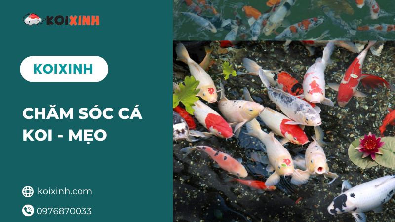Chăm Sóc Cá Koi – Mẹo Và Các Thử Nghiệm đơn Giản Và Thực Tiễn