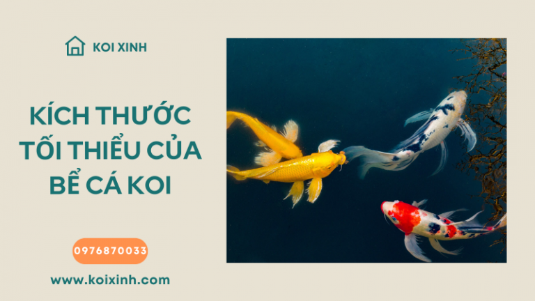 Kích Thước Bể Tối Thiểu Cho Cá Koi Là Bao Nhiêu?