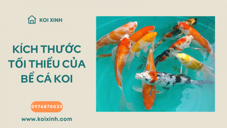 Kích Thước Bể Tối Thiểu Cho Cá Koi Là Bao Nhiêu?