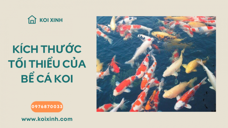 Kích Thước Bể Tối Thiểu Cho Cá Koi Là Bao Nhiêu?