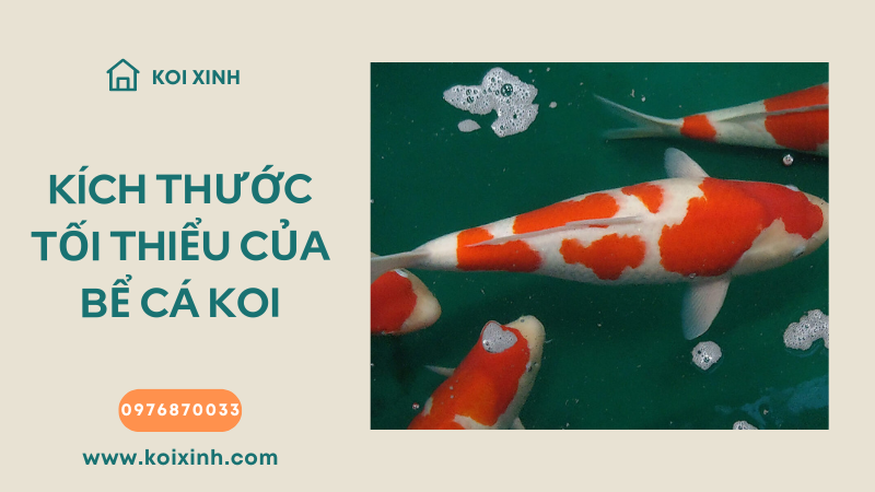 Kích Thước Bể Tối Thiểu Cho Cá Koi Là Bao Nhiêu?