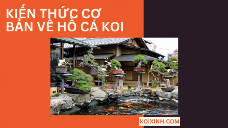 Những Kiến Thức Cơ Bản Về Hồ Cá Koi Những Kiến Thức Cơ Bản Về Hồ Cá Koi