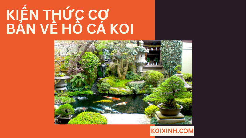 Những Kiến Thức Cơ Bản Về Hồ Cá Koi