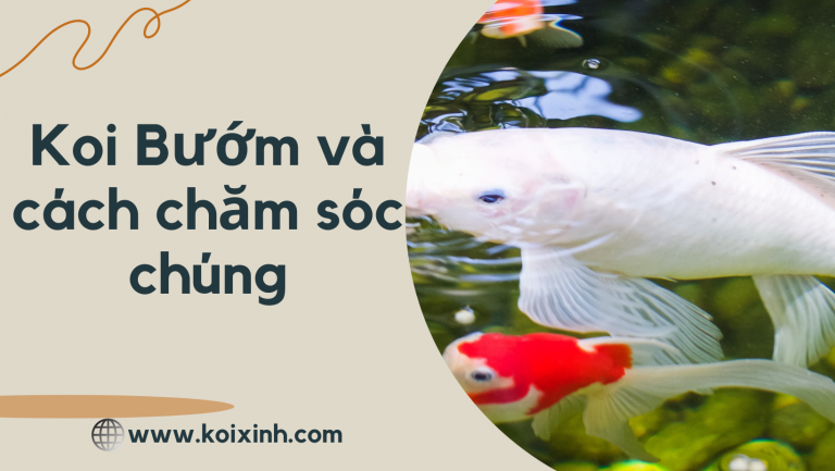 Butterfly Koi: Koi Bướm Là Gì Và Cách Chăm Sóc Chúng Butterfly Koi: Koi Bướm Là Gì Và Cách Chăm Sóc Chúng