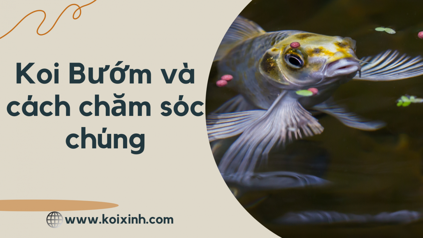 Butterfly Koi: Koi Bướm Là Gì Và Cách Chăm Sóc Chúng