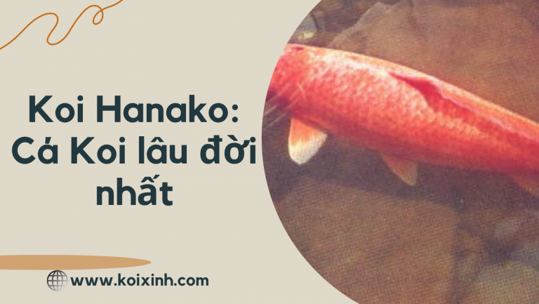 Koi Hanako: Con Cá Koi Lâu đời Nhất được Ghi Lại Trong Lịch Sử