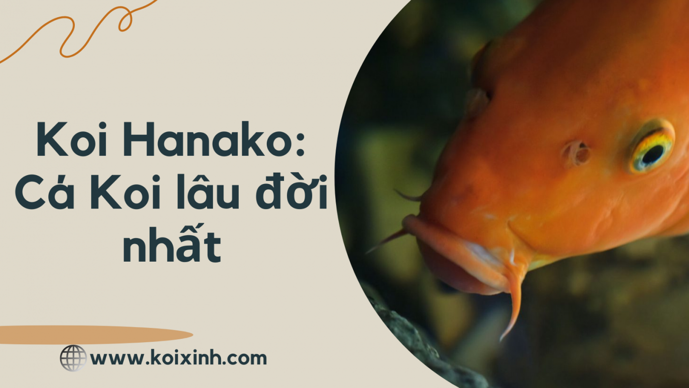 Koi Hanako: Con Cá Koi Lâu đời Nhất được Ghi Lại Trong Lịch Sử