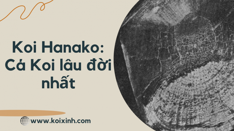 Koi Hanako: Con Cá Koi Lâu đời Nhất được Ghi Lại Trong Lịch Sử Koi Hanako: Con Cá Koi Lâu đời Nhất được Ghi Lại Trong Lịch Sử