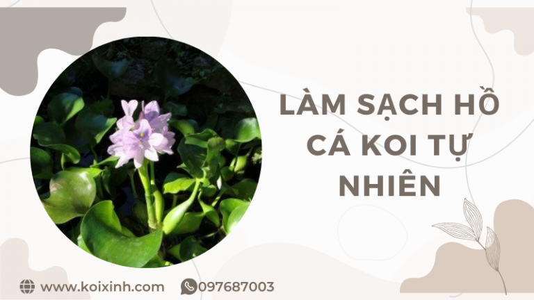 Bí Quyết Làm Sạch Hồ Cá Koi Tự Nhiên Không Hóa Chất