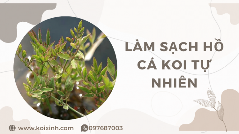 Bí Quyết Làm Sạch Hồ Cá Koi Tự Nhiên Không Hóa Chất