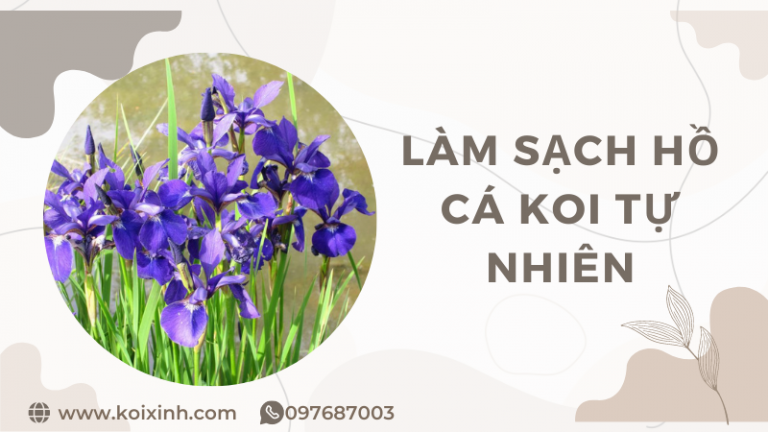 Bí Quyết Làm Sạch Hồ Cá Koi Tự Nhiên Không Hóa Chất