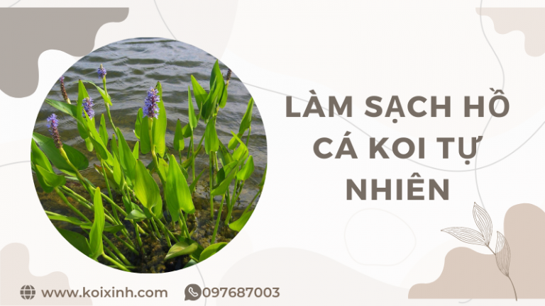 Bí Quyết Làm Sạch Hồ Cá Koi Tự Nhiên Không Hóa Chất