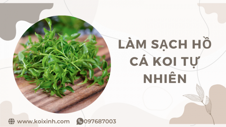 Bí Quyết Làm Sạch Hồ Cá Koi Tự Nhiên Không Hóa Chất