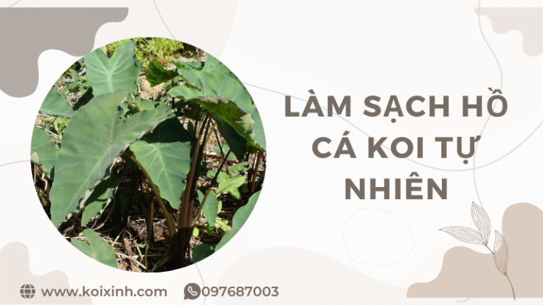Bí Quyết Làm Sạch Hồ Cá Koi Tự Nhiên Không Hóa Chất