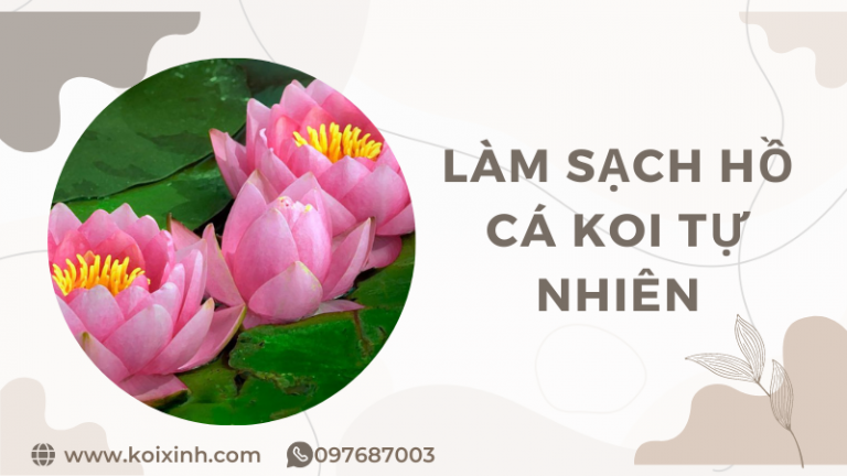 Bí Quyết Làm Sạch Hồ Cá Koi Tự Nhiên Không Hóa Chất