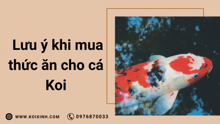 3 Yếu Tố Cần Lưu ý Khi Mua Thức ăn Cho Cá Koi