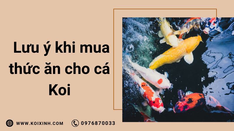 3 Yếu Tố Cần Lưu ý Khi Mua Thức ăn Cho Cá Koi
