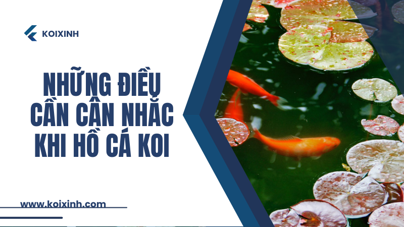 4 điều Cần Cân Nhắc Trước Khi Xây Hồ Cá Koi