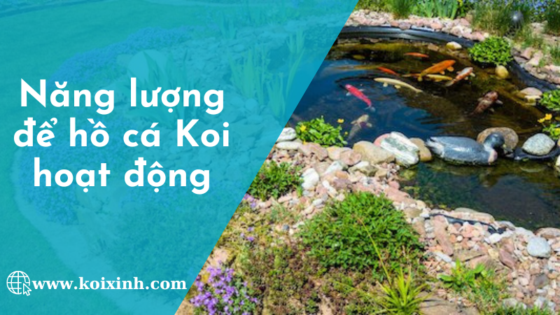 Mất Bao Nhiêu Năng Lượng để Một Hồ Cá Koi Hoạt động
