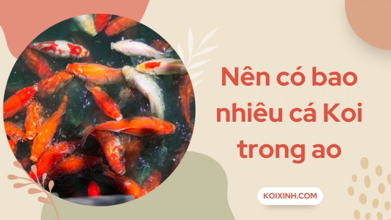 Bạn Nên Có Bao Nhiêu Cá Koi Trong Ao Trên Mỗi Gallon Nước?
