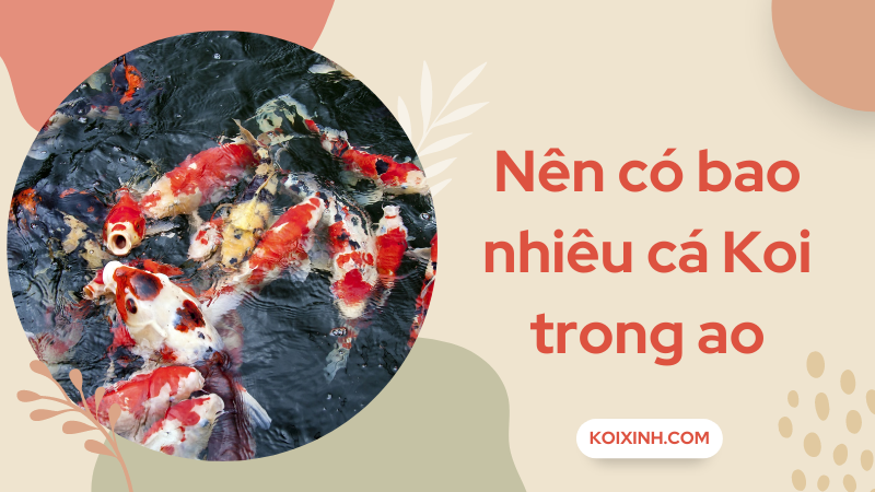 Bạn Nên Có Bao Nhiêu Cá Koi Trong Ao Trên Mỗi Gallon Nước?