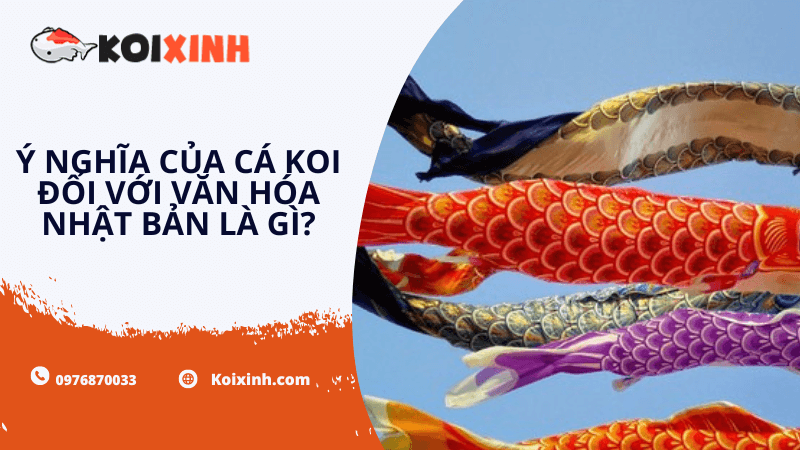 Ý Nghĩa Của Cá Koi đối Với Văn Hóa Nhật Bản Là Gì?