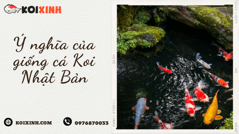 Ý Nghĩa Của Giống Cá Koi Nhật Bản Ý Nghĩa Của Giống Cá Koi Nhật Bản