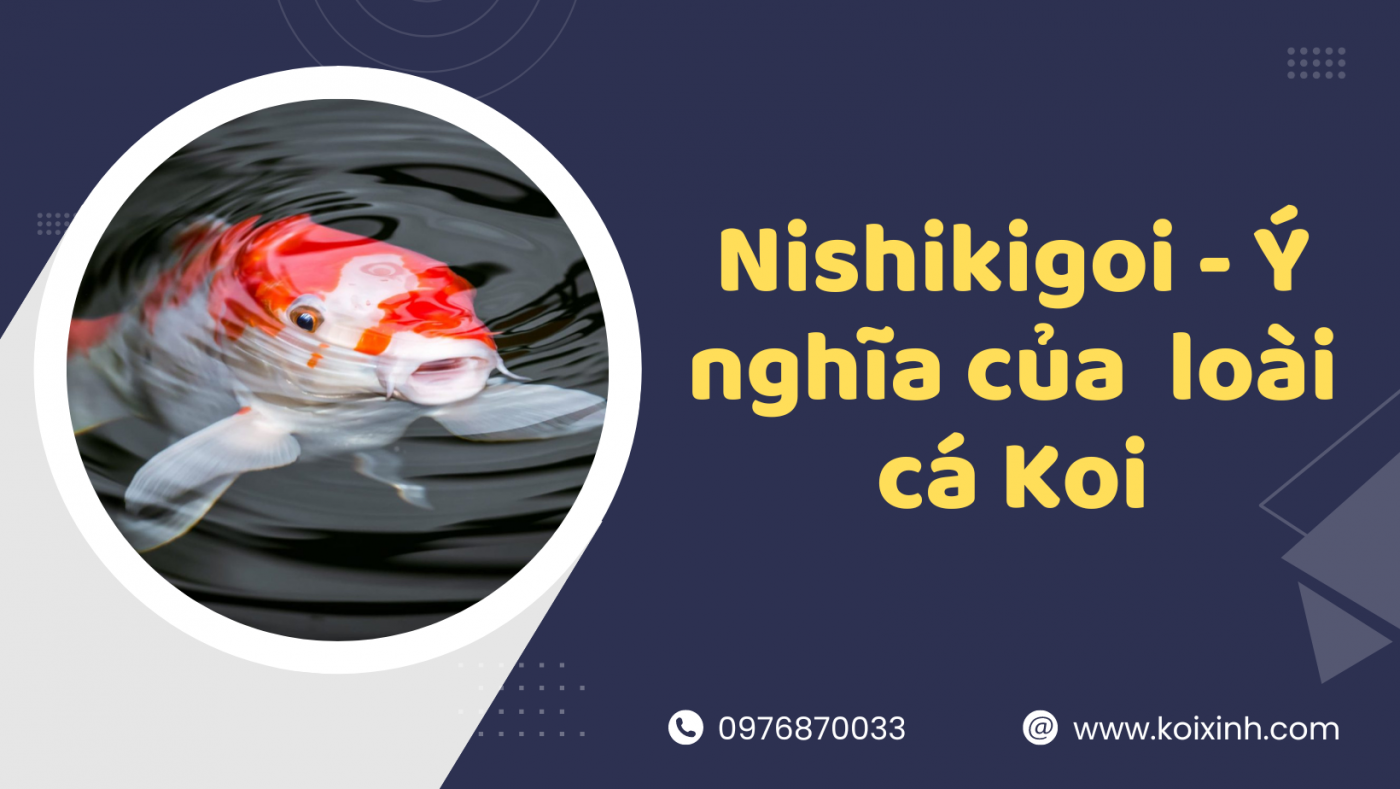 Nishikigoi Là Gì? – Giải Thích ý Nghĩa Của Loài Cá Koi