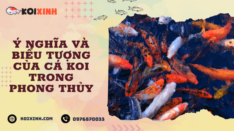 Ý Nghĩa Và Biểu Tượng Của Cá Koi Trong Phong Thủy Ý Nghĩa Và Biểu Tượng Của Cá Koi Trong Phong Thủy
