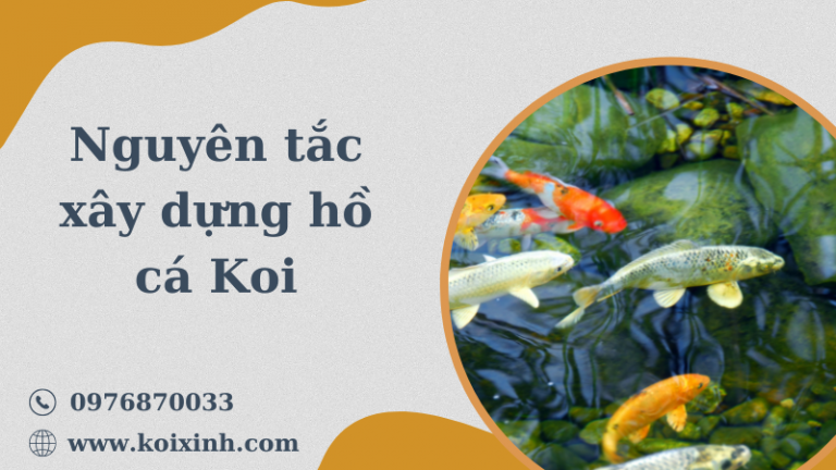 Lịch Sử Hồ Cá Koi Và Các Nguyên Tắc Xây Dựng Hồ Cá Koi Lịch Sử Hồ Cá Koi Và Các Nguyên Tắc Xây Dựng Hồ Cá Koi