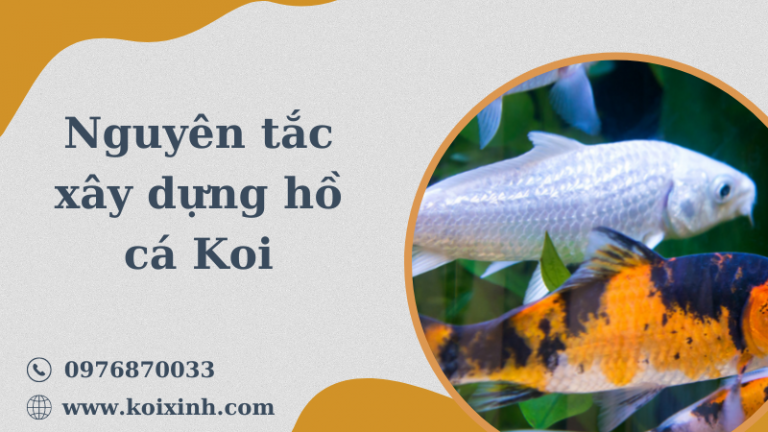 Lịch Sử Hồ Cá Koi Và Các Nguyên Tắc Xây Dựng Hồ Cá Koi Lịch Sử Hồ Cá Koi Và Các Nguyên Tắc Xây Dựng Hồ Cá Koi