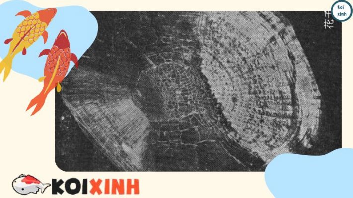 Koi Hanako – Con Cá Koi Lâu đời Nhất được Ghi Lại Trong Lịch Sử Koi Hanako – Con Cá Koi Lâu đời Nhất được Ghi Lại Trong Lịch Sử