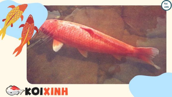 Koi Hanako – Con Cá Koi Lâu đời Nhất được Ghi Lại Trong Lịch Sử