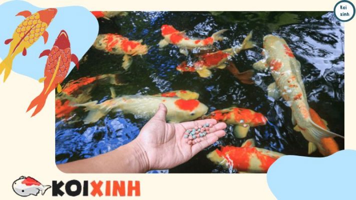 King Of The River: Koi Tại Vườn Nhật Bản Portland King Of The River: Koi Tại Vườn Nhật Bản Portland