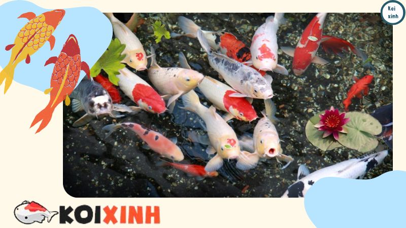 Bật mí 8 điều về cá Koi có thể bạn chưa biết