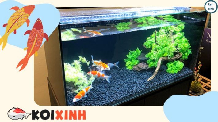 Danh Sách Các Loài Thực Vật độc đối Với Cá Koi (các Loài độc Phổ Biến) Danh Sách Các Loài Thực Vật độc đối Với Cá Koi (các Loài độc Phổ Biến)